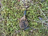 Tolypocladium ophioglossoides image