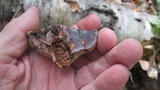 Fomes excavatus image