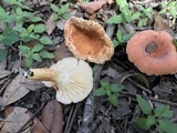 Lactifluus hygrophoroides image