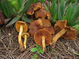 Cortinarius malicorius image