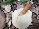 Gyroporus castaneus image