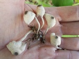 Leucocoprinus brebissonii image