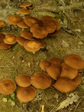 Psathyrella piluliformis image