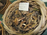 Inocybe fraudans image