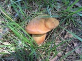 Boletus luridus image