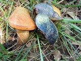 Boletus luridus image