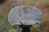 Trametes gibbosa image