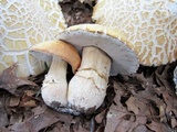 Boletus variipes image