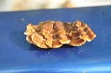 Stereum gausapatum image