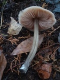 Entoloma strictius image