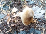 Entoloma strictius image