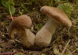 Armillaria gallica image