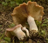 Armillaria gallica image