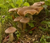 Armillaria gallica image