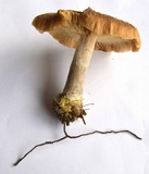 Armillaria gallica image