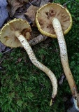 Pholiota limonella image