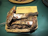 Cortinarius glutinosoarmillatus image
