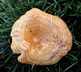 Lactarius psammicola image