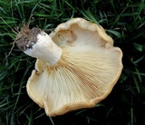 Lactarius psammicola image