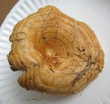 Lactarius psammicola image