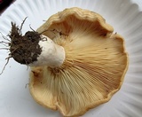 Lactarius psammicola image