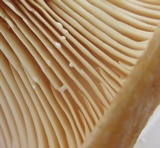 Lactarius psammicola image
