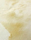 Lactarius psammicola image