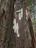 Cinereomyces lindbladii image
