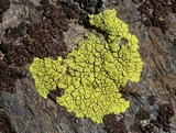 Pleopsidium flavum image