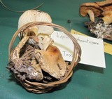 Lepiota spheniscispora image