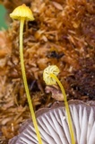 Mycena oregonensis image