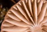 Mycena rosella image