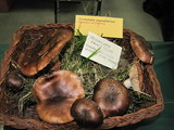 Tricholoma fracticum image