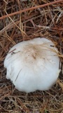 Pluteus petasatus image