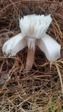 Pluteus petasatus image