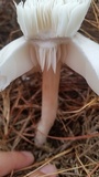Pluteus petasatus image