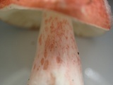 Russula sanguinaria image
