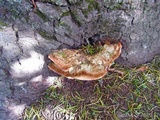 Inonotus hispidus image