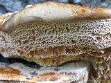 Inonotus hispidus image