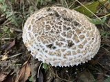 Amanita hesleri image