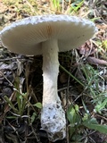 Amanita hesleri image