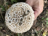 Amanita hesleri image