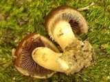 Psathyrella piluliformis image