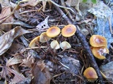 Xeromphalina fulvipes image