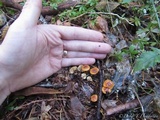 Xeromphalina fulvipes image