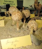 Agaricus texensis image