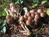 Pholiota terrestris image