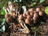 Pholiota terrestris image