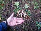 Pholiota terrestris image