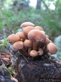 Kuehneromyces mutabilis image